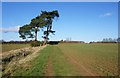 Path leading to Paddlesworth