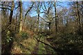 Wessex Ridgeway in Great Ridge Wood