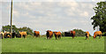 Cattle near Chilsworthy