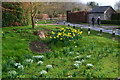 Daffodils and snowdrops at Church End, Blewbury