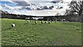 Sheep near Little Barn