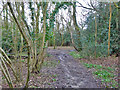 Footpath towards Dormans Park