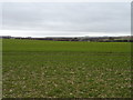 Crop field towards Maidensgrave Farm