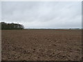 Field and shelter belt, Howe Farm