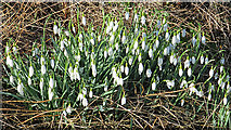 NJ1660 : Snowdrops (Galanthus nivalis) by Anne Burgess