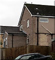 Noisy gulls on a Rowan Way roof, Malpas, Newport