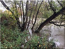 SP2965 : A clump of alder is engulfed by the rising river, Warwick by Robin Stott