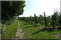 Orchard near Hollow Lane