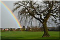 Rainbow and tree