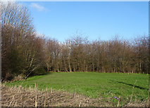 SE2225 : Field and woodland off White Lee Road (B6122), Batley by JThomas