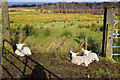 H5270 : Lambs resting along Derroar Road by Kenneth  Allen