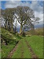 Track north of Dale Road, Dove Holes