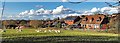 View towards Chanctonbury View from Sandy Lane