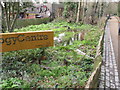 Pond filled from sustainable drainage, Holland Park