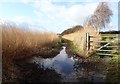 Muddy path by the reed beds of the Dee salt marsh