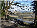 Salt marsh, Portsmouth Harbour