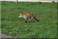 Urban fox at Gallions Point