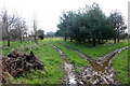 Trees Near Bovey Farm