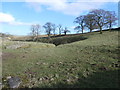 Trees above How Beck