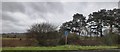 A Stand of Fir Trees by the M4