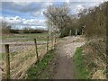 Pathway in Rough Wood