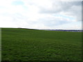 Grazing near Heaton Hall Farm