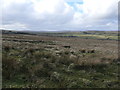 NY9417 : Open access moorland, south-west of West Friar House by Christine Johnstone