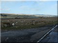 NY9417 : Swaledale sheep on Cotherstone Moor by Christine Johnstone