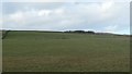 Flocks of birds in a field south-west of Park House Farm