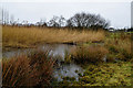 Over grown lake, Lough Skitter