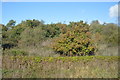 Vegetation by the South Western Mainline