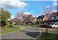 Flowering Trees in Melbury Close