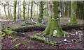 H8630 : Fairy Village in Darkley Forest by Sean Davis