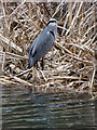 Wednesbury Old Canal - Heron