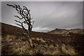 SK0061 : Lone Tree on Hens Cloud, With the Roaches in the background by Brian Deegan