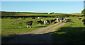 Cattle near Woolstone Manor