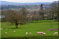 West Bagborough : Grassy Field & Sheep