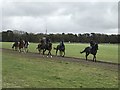 TL6563 : Training racehorses on Warren Hill in Newmarket by Richard Humphrey
