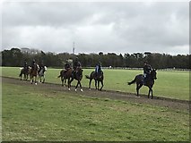 TL6563 : Training racehorses on Warren Hill in Newmarket by Richard Humphrey