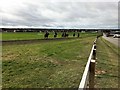 TL6563 : Racehorses walking down Warren Hill by Richard Humphrey