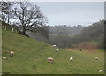 Sheep at Summer Hill