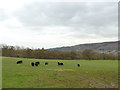 Black sheep in a field off Slates Lane