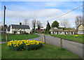 Thriplow: daffodils on The Green