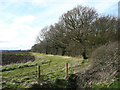 Edge of field and wood, Graveley