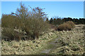 Path in Stoneyhill Quarry