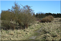 NJ9302 : Path in Stoneyhill Quarry by Anne Burgess