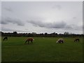 Grazing in Murton