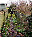 Muddy track towards steps up to Camden Road, Brecon