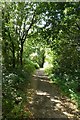 Path through woodland