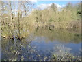 Reflections at Abbey Ponds